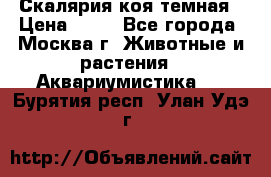 Скалярия коя темная › Цена ­ 50 - Все города, Москва г. Животные и растения » Аквариумистика   . Бурятия респ.,Улан-Удэ г.